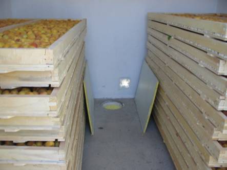 Dried Apricots | Natural Sun Apricots | Mulberry | Figs | Apricots Kernel Dried Apricots | Natural Sun Apricots | Mulberry | Figs | Apricots Kernel