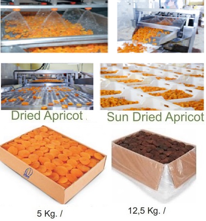 Turkish Dried Apricots from Malatya - Mirsan Gıda